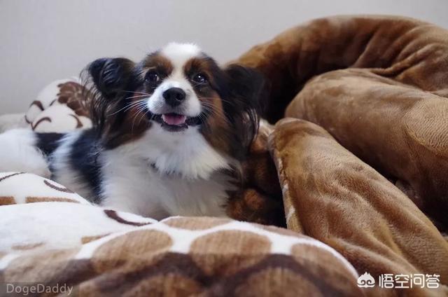 波利犬喜叫程度:狗狗经常吠叫是什么原因？如何制止？ 波利犬的优点和缺点