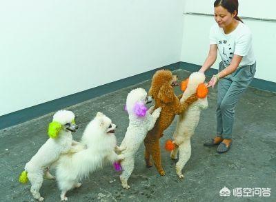 最悲伤的狗:在养泰迪犬的过程中，狗狗的哪些行为会让主人伤心呢？ 最悲伤的狗狗视频