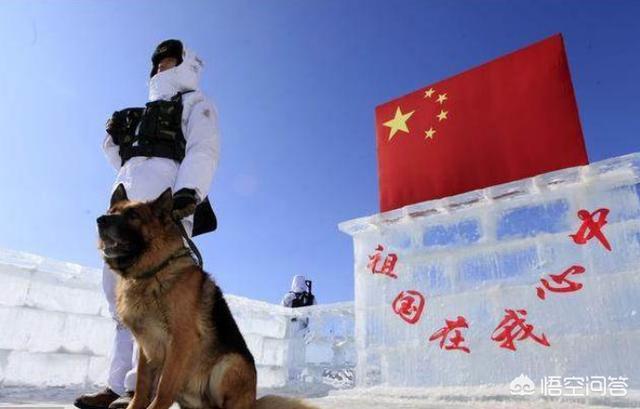 上虞德国牧羊犬论坛:如果是纯种的德国牧羊犬会有什么特点？