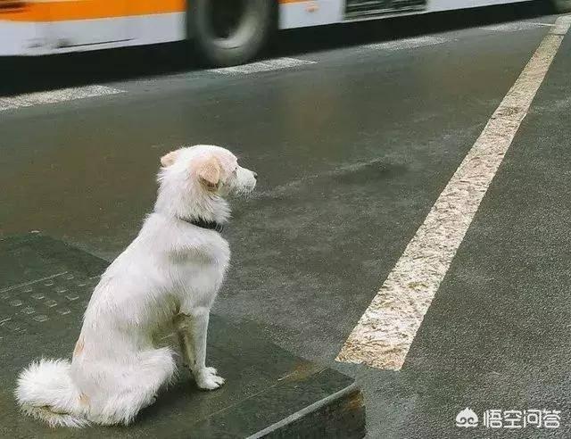 郑州最新寻狗启示6:狗狗昨晚一夜没回来，我找了，没有找到会不会丢了？