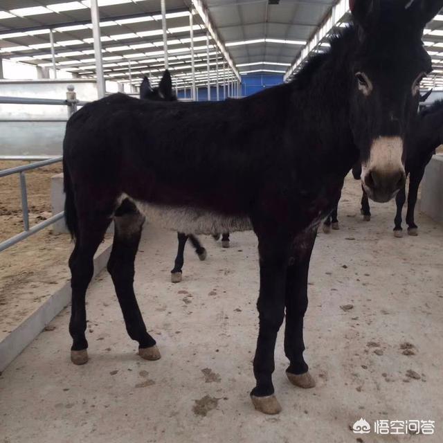 2019年最赚钱的养殖业是哪些？