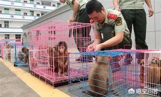 宠物猴子多少钱一只:哪里能买到可以当宠物饲养的小猴子？ 宠物猴子多少钱一只猴子可以当宠物养吗|小宠品种