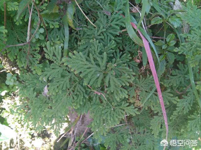长芒杜英果功效:中药卷柏有哪些形态特征和功效？