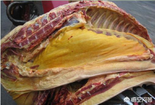 什么是猪弓形体病:农村老人常说的“黄膘肉”到底是什么？能吃吗？
