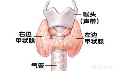 邱晨个人简介:《奇葩说》辩手邱晨自爆患甲状腺癌，你怎么看？治愈的几率大吗？