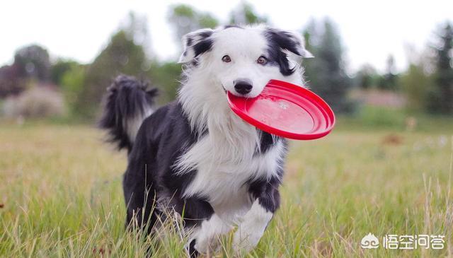 德牧大家谈盖荣威德牧:德国牧羊犬到底有多优秀？