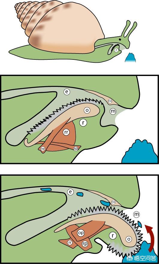 牙齿结构图解剖图,蜗牛真的有上万颗牙齿吗？