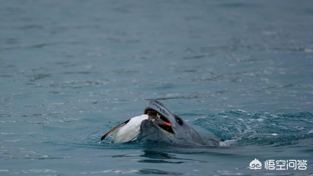 北极熊吃海豹、海豹吃企鹅,北极熊在北极、企鹅在南极,就是说海豹能跨越两极分布？