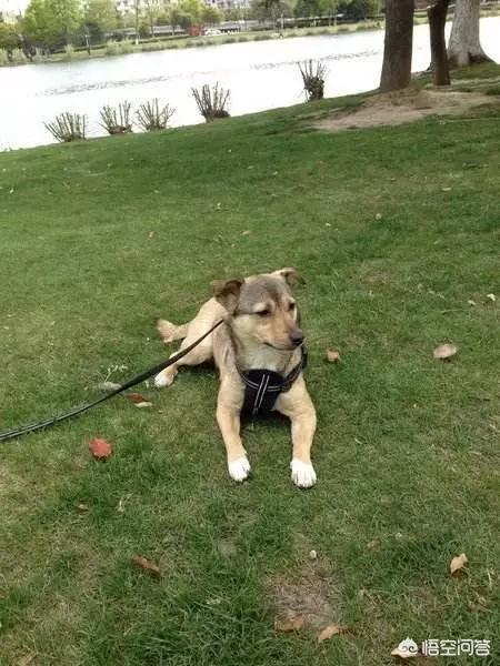 大头狗壁纸:中华田园犬升级为中国唐狗，对此你怎么看？