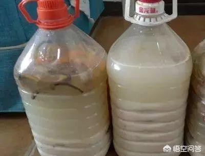 一叶兰能用淘米水浇吗:一叶兰浇没发酵的淘米水可以吗 淘米水能浇盆栽吗？会不会惹虫子？