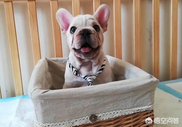 狗粮 幼犬:狗狗几个月可以吃干狗粮？