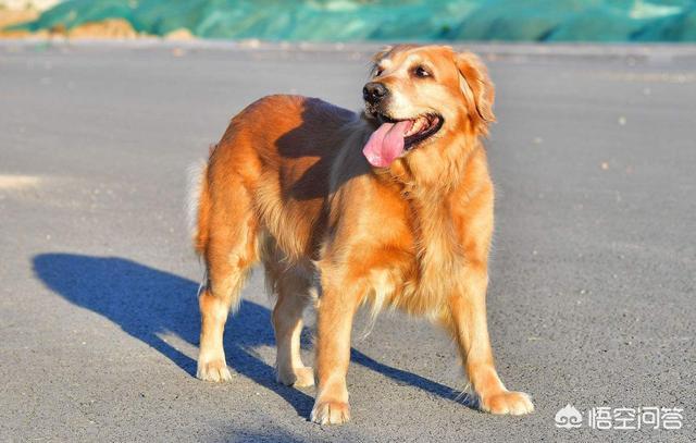 中国牧羊犬网:在中国，有哪些常见的工作犬种？