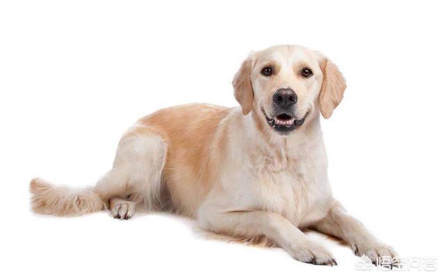 中国牧羊犬网:在中国，有哪些常见的工作犬种？