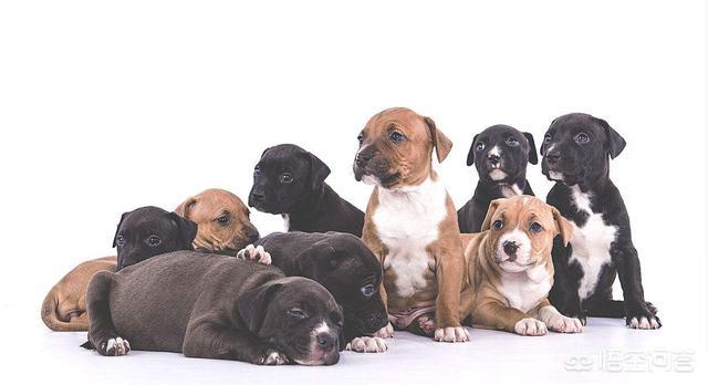 斯塔福梗犬肩高:请问大家巴基斯坦库达犬和比特犬谁厉害？