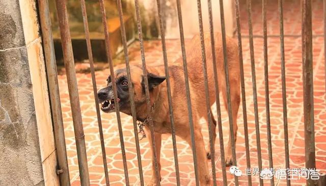 南昌巨贵犬舍:一般警犬都是怎么炼成的？ 北京巨贵犬舍