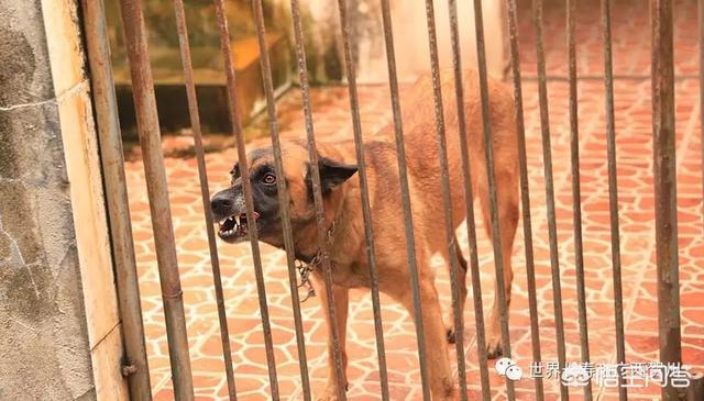 南昌警犬基地:曾春亮是不是根本没有上山，摩托车是从何而来的呢？