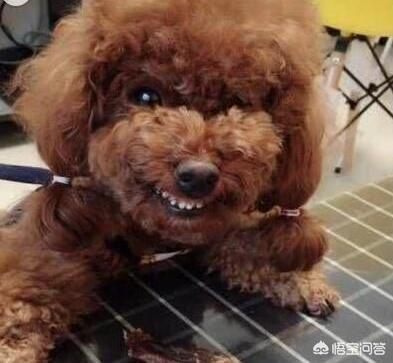 实拍泰迪狗狗罚站视频:如果泰迪犬犯错，会有什么表现？
