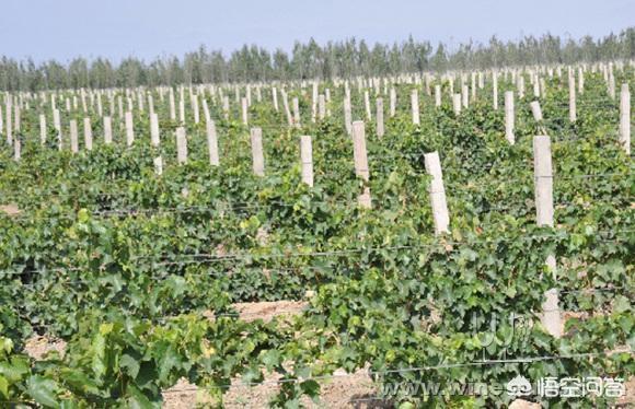 葡萄根:沙土地和黏土地哪种土壤种植出来的葡萄品质更好？