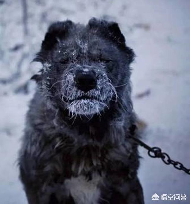 爱斯基摩雪橇犬在南极生活:爱斯基摩生活在南极还是北极 爱斯基摩人是怎么在冰天雪地里生活的？