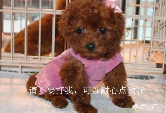 女生为什么不能养泰迪事情:泰迪犬什么地方让你讨厌？