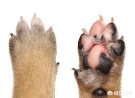头条问答 狗的肉垫是不是时间长了以后就变黑了而猫的一直是粉色的 为什么 2个回答
