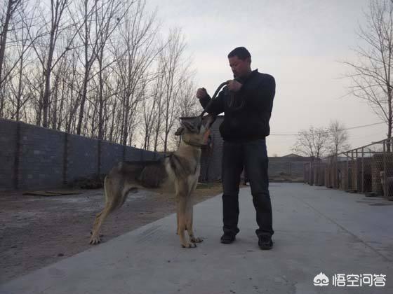 狼青犬训练方法:狼青犬都有什么样的优点？