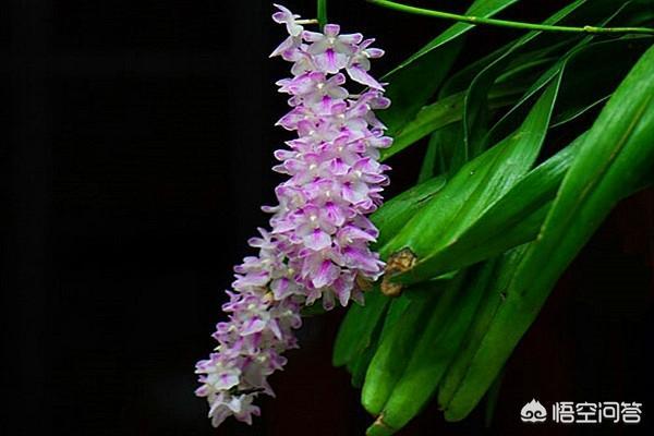 多花指甲兰价位:种植指甲兰需要注意什么？指甲兰有什么作用？