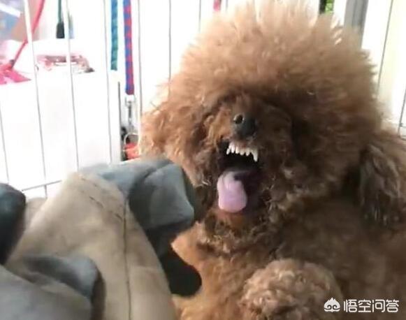 我家泰迪怕狗怎么办:如何知道泰迪犬，是否有狂犬病？