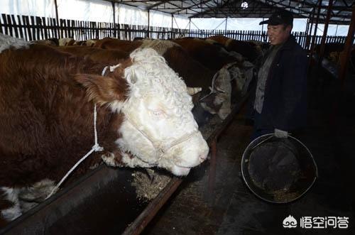 医仕高驱虫药用法用量:伊维菌素驱虫药用法用量 给猪驱虫有什么意义，怎样正确驱虫？