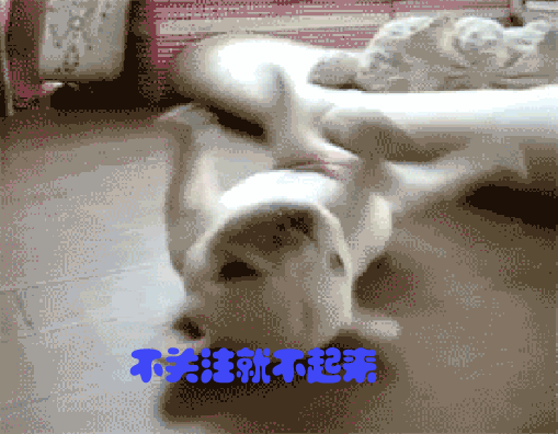 边牧犬图片:如何从边牧的睡觉姿势看出对主人的信任程度？ 边牧犬图片 幼犬
