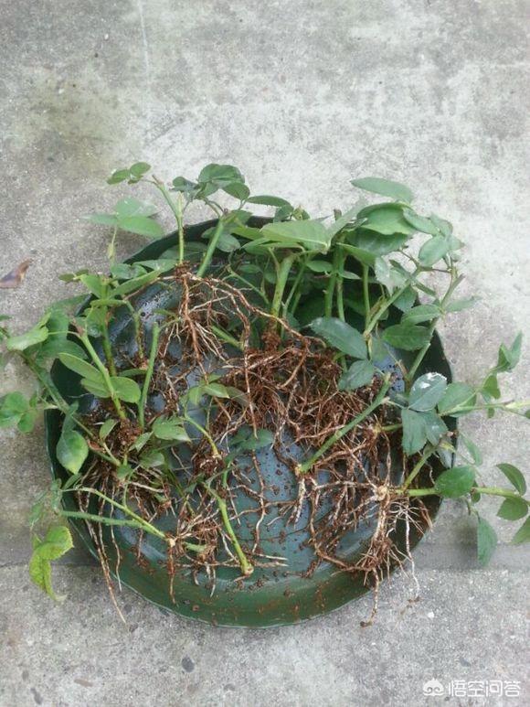 狗茎蝴蝶结插:多肉杆子黑，要怎么处理？