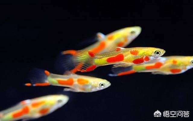 孔雀鱼论坛:孔雀鱼论坛 孔雀鱼身上长白点怎么办？