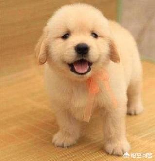 金毛犬的喂养:金毛喝羊奶粉，要喝到多大？