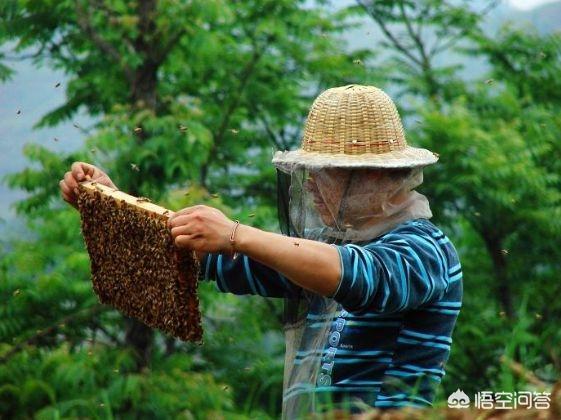 蜜蜂的生活习性主要有哪些:蜜蜂为什么会暴躁？开箱还会蛰人该怎么办？