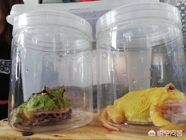 上海宠物展团购:哪里可以查到2018年宠物用品展会的信息？ 2021上海宠物展