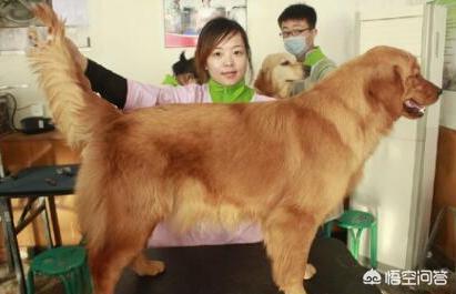 金毛猎犬图片:一只健康的金毛犬，有什么样的特征？ 金毛犬图片