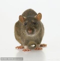 老鼠精:面对托塔天王的“女儿”无底洞老鼠精，孙悟空是如何维权的？