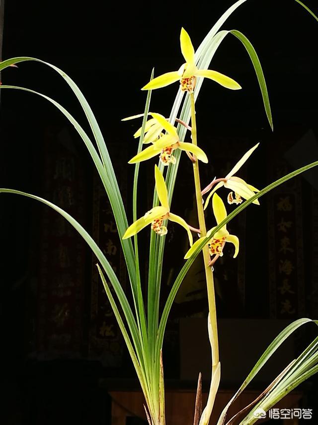 九子大花蕙兰图片大全:一枝蕙兰最多可以开几朵花？有哪些养花技巧？