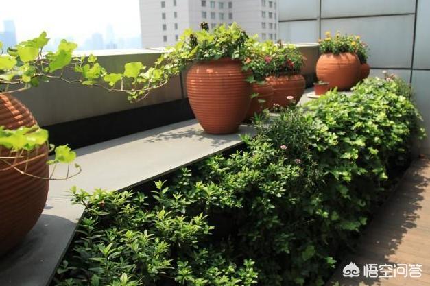 屋顶造空中秧田:在屋顶花园适合种植什么样的植物？
