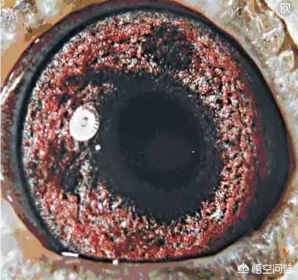 最快速的信鸽眼砂图片:怎样通过鸽眼来鉴别赛鸽的优劣呢？