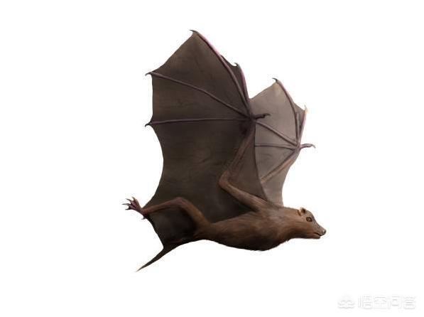 会飞的蝙蝠属于什么类:有多少种哺乳类动物会飞？它们是如何进化的？