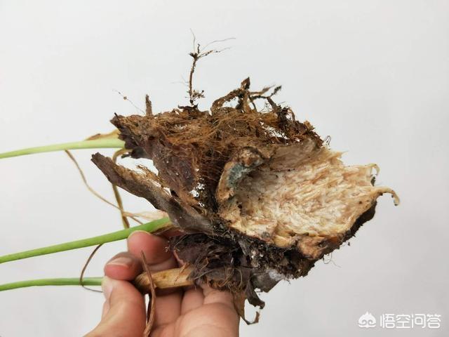 滴水观音图片:滴水观音是不是有毒？是不是不适合在卧室摆放？