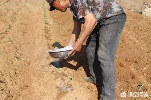 草木灰是什么，草木灰都有什么化学成分？