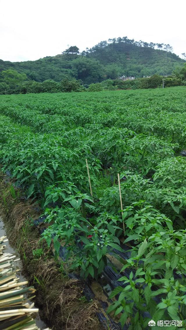 今年朝天椒价格很高2019年种植朝天椒怎么样