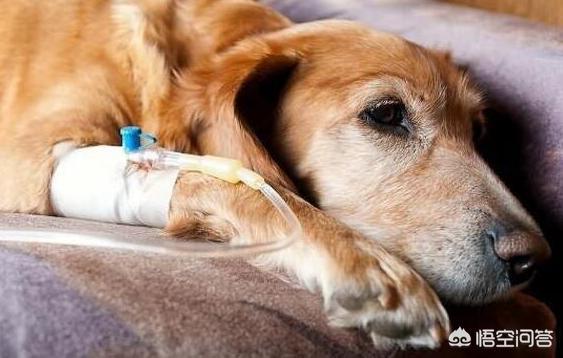 巧克力对于狗来说是致命的吗:饲养狗狗时，有哪些禁区不能犯？