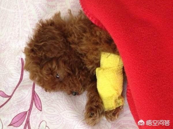 日系泰迪美容教程优酷:怎么让自己的泰迪犬变成人人都欢迎的狗狗？