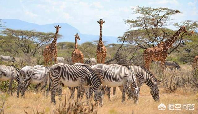 去肯尼亚旅游，去哪里比较好？
