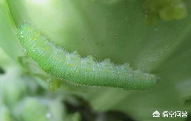 如何防治菜青虫，种植的大白菜菜青虫严重，如何做才能防治菜青虫
