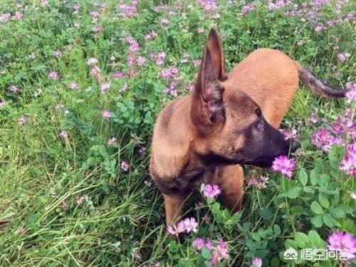 比利时马犬饲养:马犬凶吗？两岁的马犬养育的时候要注意什么？