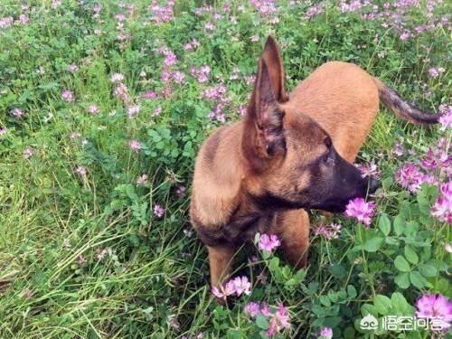 中国马犬介绍:想要养一只马犬，需要满足什么样的条件？